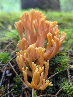 Ramaria leptoformosa thumbnail 3