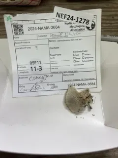 Cyanosporus arbuti thumbnail 4