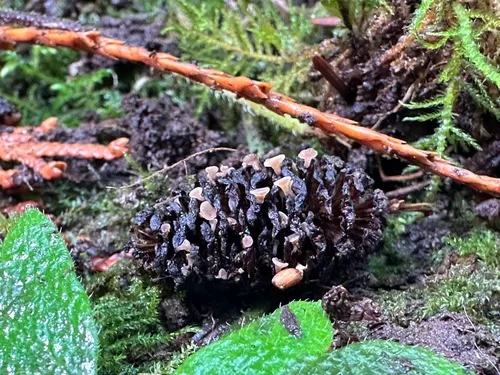 Ciboria viridifusca