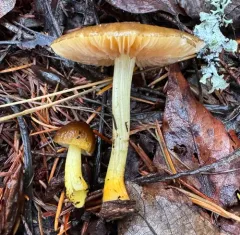 Pluteus fulvibadius thumbnail 4