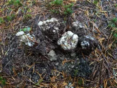 Parasitic Clitocybe thumbnail 4