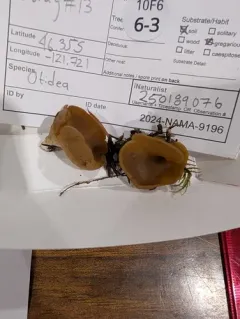 Otidea pseudoleporina thumbnail 3