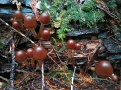 Psathyrella carinthiaca thumbnail 3