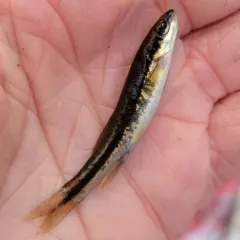 Eastern Blacknose Dace thumbnail 1