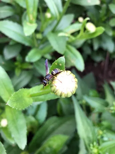 Black-and-white Mason Wasp