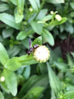 Black-and-white Mason Wasp thumbnail 1