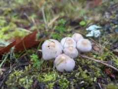 Inocybe ionocephala thumbnail 3