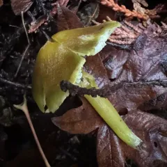 Lime-Green Waxy Cap thumbnail 3