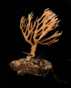 Lentaria pinicola thumbnail 4