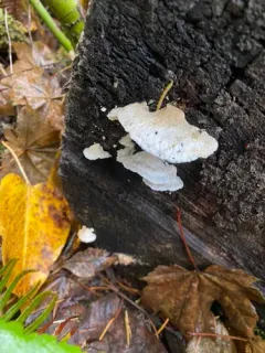 Cyanosporus subviridis thumbnail 3