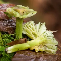 Lime-Green Waxy Cap thumbnail 4