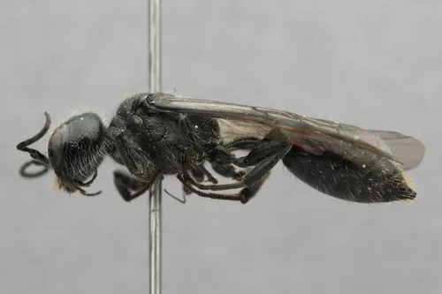 Mournful Wasp