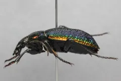 Carabus vietinghoffii thumbnail 3