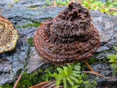 Porodaedalea gilbertsonii thumbnail 2