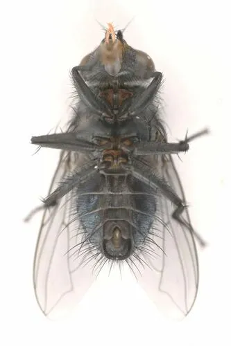 Calliphora latifrons