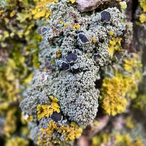 Smooth Shadow-crust Lichen