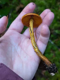 saffron-colored webcap thumbnail 4
