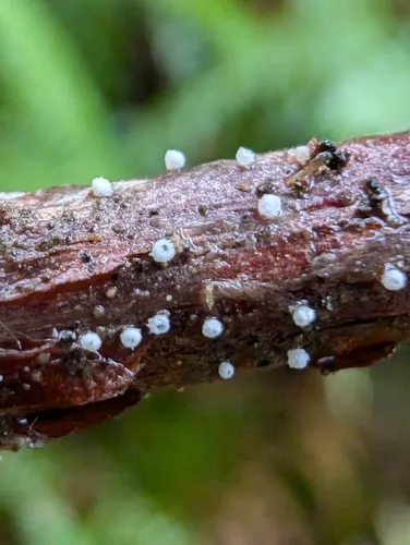 Flagelloscypha minutissima