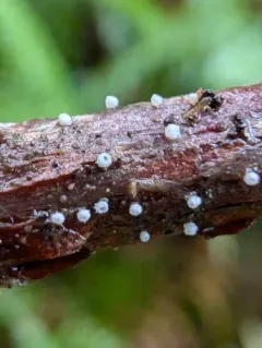 Flagelloscypha minutissima thumbnail 1