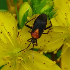 Variable Eastern Taedia thumbnail 4