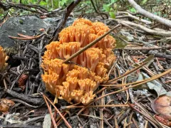 Ramaria largentii thumbnail 1