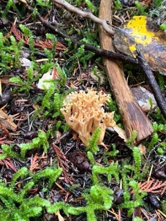 Phaeoclavulina flaccida thumbnail 3