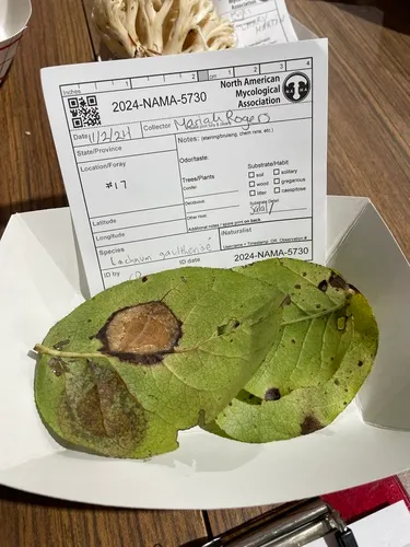 Lachnum gaultheriae