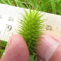 Sallow sedge