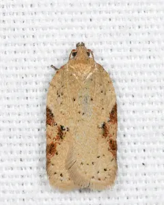 Acleris comandrana thumbnail 2