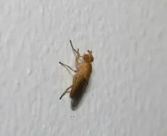 Actenoptera hilarella thumbnail 2
