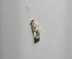 White-blotched Monopis Moth thumbnail 4