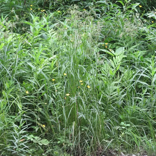 Black-girdle Bulrush