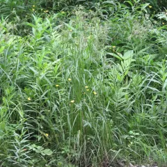 Black-girdle Bulrush thumbnail 1