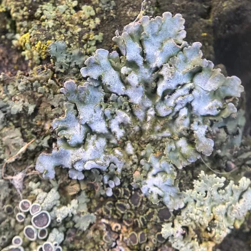 Bottlebrush Frost Lichen