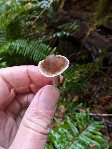 Cortinarius scotoides