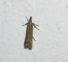 Palmerworm Moth thumbnail 3