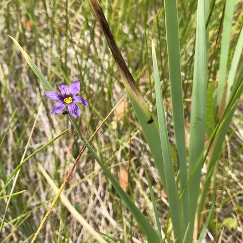 Idaho Blue-eyed Grass