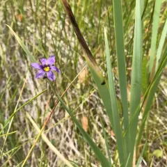 Idaho Blue-eyed Grass thumbnail 1