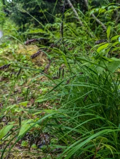 Alaska Large Awn Sedge thumbnail 2