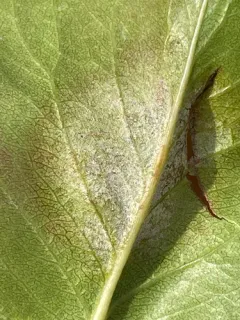 Phyllactinia pyri-serotinae thumbnail 2