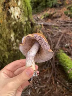 Phlegmacium spadicellum thumbnail 3