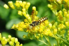 Eucerceris superba thumbnail 3