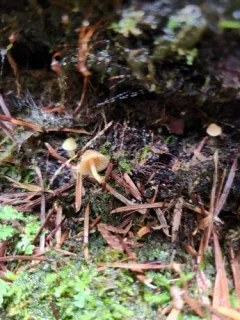 Galerina mammillata thumbnail 3