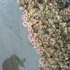 Aggregating Anemone thumbnail 3