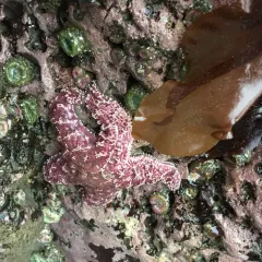 Ochre Sea Star thumbnail 2