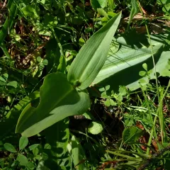Denseflower Rein Orchid thumbnail 4