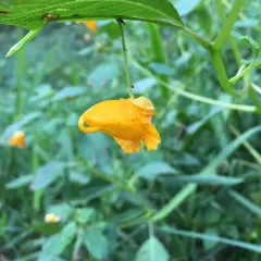 common jewelweed thumbnail 1