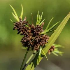 dark green bulrush thumbnail 3