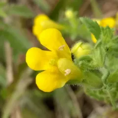 Yellow Glandweed thumbnail 3