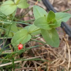 scarlet pimpernel thumbnail 4